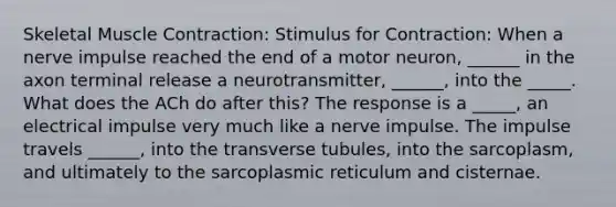 Skeletal Muscle Contraction: Stimulus for Contraction: When a nerve impulse reached the end of a motor neuron, ______ in the axon terminal release a neurotransmitter, ______, into the _____. What does the ACh do after this? The response is a _____, an electrical impulse very much like a nerve impulse. The impulse travels ______, into the transverse tubules, into the sarcoplasm, and ultimately to the sarcoplasmic reticulum and cisternae.