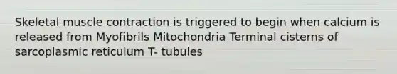 Skeletal muscle contraction is triggered to begin when calcium is released from Myofibrils Mitochondria Terminal cisterns of sarcoplasmic reticulum T- tubules