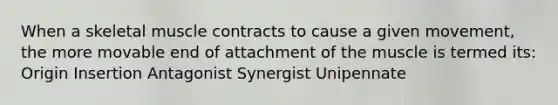 When a skeletal muscle contracts to cause a given movement, the more movable end of attachment of the muscle is termed its: Origin Insertion Antagonist Synergist Unipennate