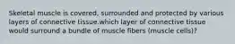 Skeletal muscle is covered, surrounded and protected by various layers of connective tissue.which layer of connective tissue would surround a bundle of muscle fibers (muscle cells)?