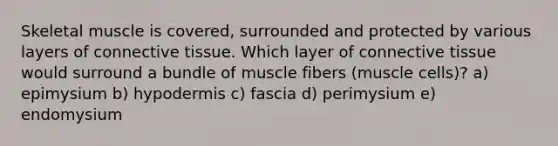 Skeletal muscle is covered, surrounded and protected by various layers of connective tissue. Which layer of connective tissue would surround a bundle of muscle fibers (muscle cells)? a) epimysium b) hypodermis c) fascia d) perimysium e) endomysium