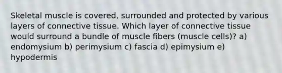 Skeletal muscle is covered, surrounded and protected by various layers of connective tissue. Which layer of connective tissue would surround a bundle of muscle fibers (muscle cells)? a) endomysium b) perimysium c) fascia d) epimysium e) hypodermis