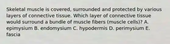 Skeletal muscle is covered, surrounded and protected by various layers of connective tissue. Which layer of connective tissue would surround a bundle of muscle fibers (muscle cells)? A. epimysium B. endomysium C. hypodermis D. perimysium E. fascia