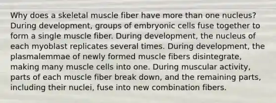 Why does a skeletal muscle fiber have more than one nucleus? During development, groups of embryonic cells fuse together to form a single muscle fiber. During development, the nucleus of each myoblast replicates several times. During development, the plasmalemmae of newly formed muscle fibers disintegrate, making many muscle cells into one. During muscular activity, parts of each muscle fiber break down, and the remaining parts, including their nuclei, fuse into new combination fibers.