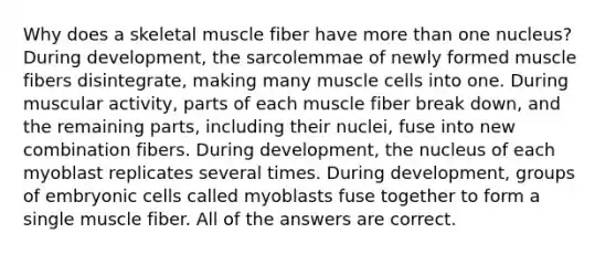 Why does a skeletal muscle fiber have more than one nucleus? During development, the sarcolemmae of newly formed muscle fibers disintegrate, making many muscle cells into one. During muscular activity, parts of each muscle fiber break down, and the remaining parts, including their nuclei, fuse into new combination fibers. During development, the nucleus of each myoblast replicates several times. During development, groups of embryonic cells called myoblasts fuse together to form a single muscle fiber. All of the answers are correct.