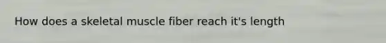 How does a skeletal muscle fiber reach it's length