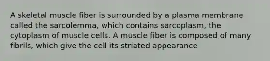 A skeletal muscle fiber is surrounded by a plasma membrane called the sarcolemma, which contains sarcoplasm, the cytoplasm of muscle cells. A muscle fiber is composed of many fibrils, which give the cell its striated appearance