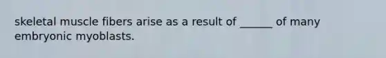 skeletal muscle fibers arise as a result of ______ of many embryonic myoblasts.