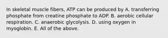 In skeletal muscle fibers, ATP can be produced by A. transferring phosphate from creatine phosphate to ADP. B. aerobic cellular respiration. C. anaerobic glycolysis. D. using oxygen in myoglobin. E. All of the above.