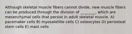 Although skeletal muscle fibers cannot divide, new muscle fibers can be produced through the division of ________, which are mesenchymal cells that persist in adult skeletal muscle. A) pacemaker cells B) myosatellite cells C) osteocytes D) periosteal stem cells E) mast cells