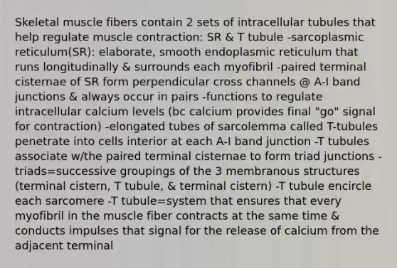 Skeletal muscle fibers contain 2 sets of intracellular tubules that help regulate muscle contraction: SR & T tubule -sarcoplasmic reticulum(SR): elaborate, smooth endoplasmic reticulum that runs longitudinally & surrounds each myofibril -paired terminal cisternae of SR form perpendicular cross channels @ A-I band junctions & always occur in pairs -functions to regulate intracellular calcium levels (bc calcium provides final "go" signal for contraction) -elongated tubes of sarcolemma called T-tubules penetrate into cells interior at each A-I band junction -T tubules associate w/the paired terminal cisternae to form triad junctions -triads=successive groupings of the 3 membranous structures (terminal cistern, T tubule, & terminal cistern) -T tubule encircle each sarcomere -T tubule=system that ensures that every myofibril in the muscle fiber contracts at the same time & conducts impulses that signal for the release of calcium from the adjacent terminal