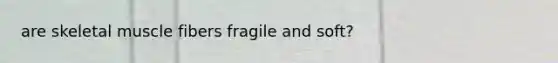 are skeletal muscle fibers fragile and soft?