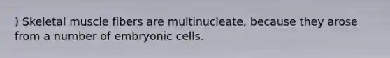 ) Skeletal muscle fibers are multinucleate, because they arose from a number of embryonic cells.