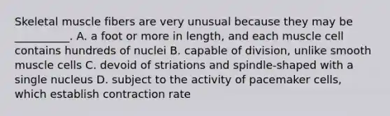 Skeletal muscle fibers are very unusual because they may be __________. A. a foot or more in length, and each muscle cell contains hundreds of nuclei B. capable of division, unlike smooth muscle cells C. devoid of striations and spindle-shaped with a single nucleus D. subject to the activity of pacemaker cells, which establish contraction rate