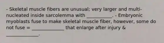 - Skeletal muscle fibers are unusual; very larger and multi-nucleated inside sarcolemma with ___________. - Embryonic myoblasts fuse to make skeletal muscle fiber, however, some do not fuse = ______________ that enlarge after injury & ______________.