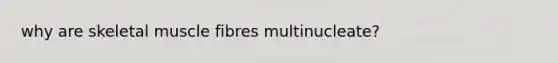 why are skeletal muscle fibres multinucleate?