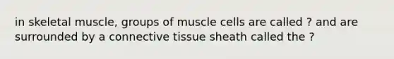 in skeletal muscle, groups of muscle cells are called ? and are surrounded by a connective tissue sheath called the ?