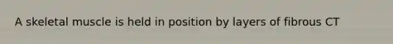 A skeletal muscle is held in position by layers of fibrous CT