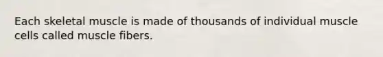 Each skeletal muscle is made of thousands of individual muscle cells called muscle fibers.