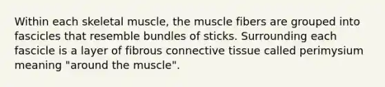 Within each skeletal muscle, the muscle fibers are grouped into fascicles that resemble bundles of sticks. Surrounding each fascicle is a layer of fibrous connective tissue called perimysium meaning "around the muscle".