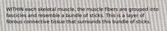 WITHIN each skeletal muscle, the muscle fibers are grouped into fascicles and resemble a bundle of sticks. This is a layer of fibrous connective tissue that surrounds this bundle of sticks.