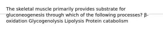 The skeletal muscle primarily provides substrate for gluconeogenesis through which of the following processes? β-oxidation Glycogenolysis Lipolysis Protein catabolism