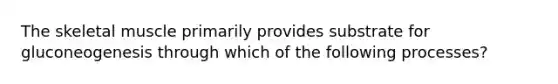 The skeletal muscle primarily provides substrate for gluconeogenesis through which of the following processes?