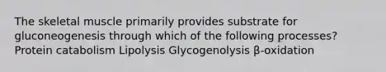 The skeletal muscle primarily provides substrate for gluconeogenesis through which of the following processes? Protein catabolism Lipolysis Glycogenolysis β-oxidation