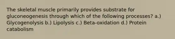 The skeletal muscle primarily provides substrate for gluconeogenesis through which of the following processes? a.) Glycogenolysis b.) Lipolysis c.) Beta-oxidation d.) Protein catabolism