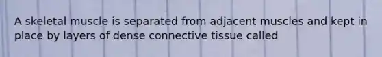 A skeletal muscle is separated from adjacent muscles and kept in place by layers of dense connective tissue called