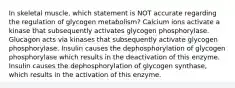 In skeletal muscle, which statement is NOT accurate regarding the regulation of glycogen metabolism? Calcium ions activate a kinase that subsequently activates glycogen phosphorylase. Glucagon acts via kinases that subsequently activate glycogen phosphorylase. Insulin causes the dephosphorylation of glycogen phosphorylase which results in the deactivation of this enzyme. Insulin causes the dephosphorylation of glycogen synthase, which results in the activation of this enzyme.