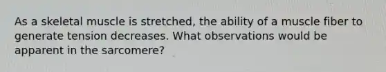 As a skeletal muscle is stretched, the ability of a muscle fiber to generate tension decreases. What observations would be apparent in the sarcomere?
