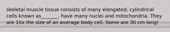 skeletal muscle tissue consists of many elongated, cylindrical cells known as_______, have many nuclei and mitochondria. They are 10x the size of an average body cell. Some are 30 cm long!