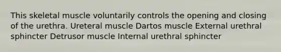 This skeletal muscle voluntarily controls the opening and closing of the urethra. Ureteral muscle Dartos muscle External urethral sphincter Detrusor muscle Internal urethral sphincter