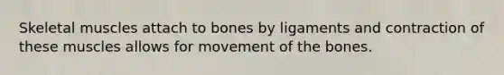 Skeletal muscles attach to bones by ligaments and contraction of these muscles allows for movement of the bones.