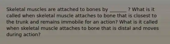 Skeletal muscles are attached to bones by _______ ? What is it called when skeletal muscle attaches to bone that is closest to the trunk and remains immobile for an action? What is it called when skeletal muscle attaches to bone that is distal and moves during action?