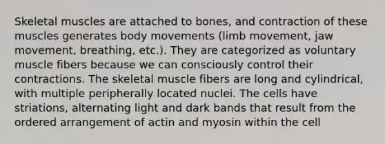 Skeletal muscles are attached to bones, and contraction of these muscles generates body movements (limb movement, jaw movement, breathing, etc.). They are categorized as voluntary muscle fibers because we can consciously control their contractions. The skeletal muscle fibers are long and cylindrical, with multiple peripherally located nuclei. The cells have striations, alternating light and dark bands that result from the ordered arrangement of actin and myosin within the cell