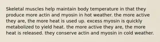 Skeletal muscles help maintain body temperature in that they produce more actin and myosin in hot weather. the more active they are, the more heat is used up. excess myosin is quickly metabolized to yield heat. the more active they are, the more heat is released. they conserve actin and myosin in cold weather.