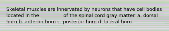 Skeletal muscles are innervated by neurons that have cell bodies located in the _________ of the spinal cord gray matter. a. dorsal horn b. anterior horn c. posterior horn d. lateral horn