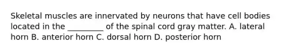 Skeletal muscles are innervated by neurons that have cell bodies located in the _________ of the spinal cord gray matter. A. lateral horn B. anterior horn C. dorsal horn D. posterior horn