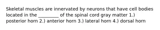 Skeletal muscles are innervated by neurons that have cell bodies located in the _________ of <a href='https://www.questionai.com/knowledge/kkAfzcJHuZ-the-spinal-cord' class='anchor-knowledge'>the spinal cord</a> gray matter 1.) posterior horn 2.) anterior horn 3.) lateral horn 4.) dorsal horn