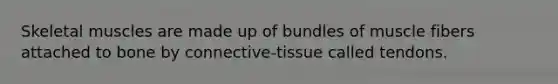 Skeletal muscles are made up of bundles of muscle fibers attached to bone by connective-tissue called tendons.