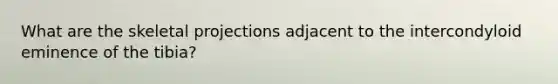 What are the skeletal projections adjacent to the intercondyloid eminence of the tibia?
