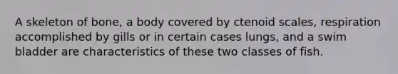 A skeleton of bone, a body covered by ctenoid scales, respiration accomplished by gills or in certain cases lungs, and a swim bladder are characteristics of these two classes of fish.