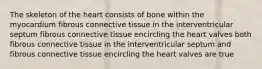 The skeleton of the heart consists of bone within the myocardium fibrous connective tissue in the interventricular septum fibrous connective tissue encircling the heart valves both fibrous connective tissue in the interventricular septum and fibrous connective tissue encircling the heart valves are true