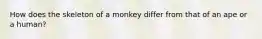 How does the skeleton of a monkey differ from that of an ape or a human?