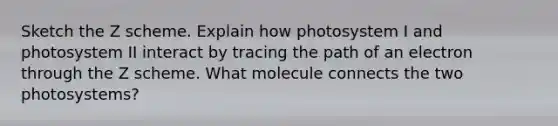 Sketch the Z scheme. Explain how photosystem I and photosystem II interact by tracing the path of an electron through the Z scheme. What molecule connects the two photosystems?