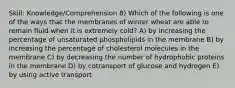 Skill: Knowledge/Comprehension 8) Which of the following is one of the ways that the membranes of winter wheat are able to remain fluid when it is extremely cold? A) by increasing the percentage of unsaturated phospholipids in the membrane B) by increasing the percentage of cholesterol molecules in the membrane C) by decreasing the number of hydrophobic proteins in the membrane D) by cotransport of glucose and hydrogen E) by using active transport