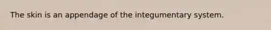 The skin is an appendage of the integumentary system.