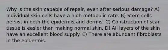 Why is the skin capable of repair, even after serious damage? A) Individual skin cells have a high metabolic rate. B) Stem cells persist in both <a href='https://www.questionai.com/knowledge/kBFgQMpq6s-the-epidermis' class='anchor-knowledge'>the epidermis</a> and dermis. C) Construction of scar tissue is easier than making normal skin. D) All layers of the skin have an excellent blood supply. E) There are abundant fibroblasts in the epidermis.